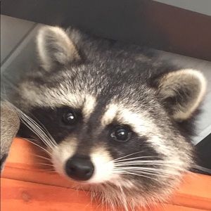 Meet your Posher, Kim